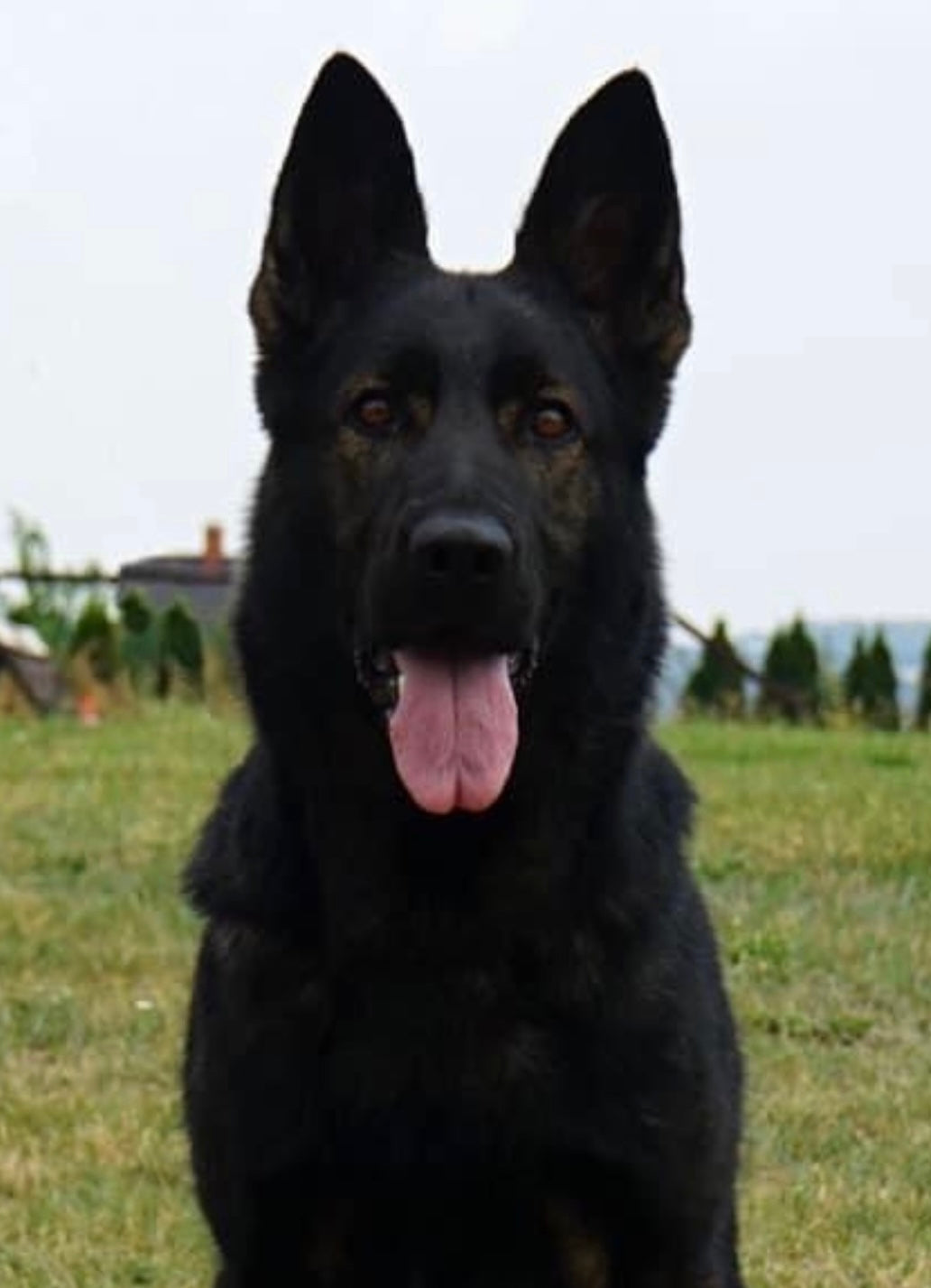 TABBY Z JIRKOVA DVORA – Z SCHUTZ GERMAN SHEPHERDS